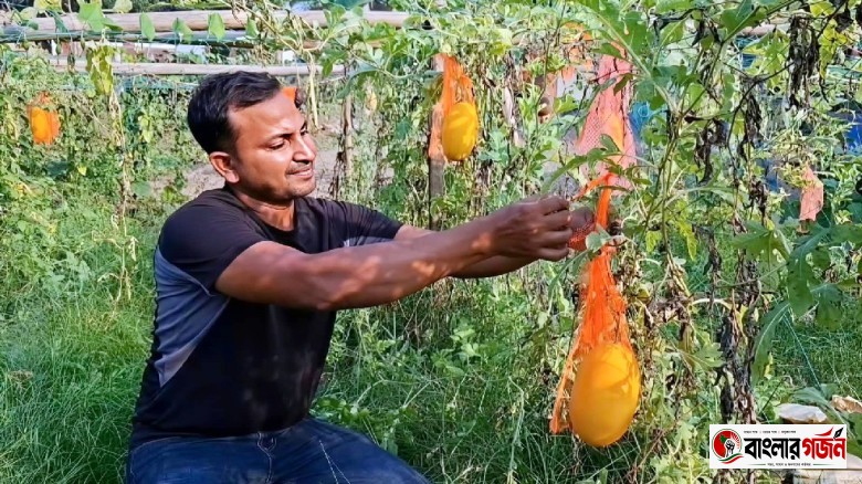 শখের চাষে বাজিমাত, হাসানুরের খেতে বাহারি তরমুজ